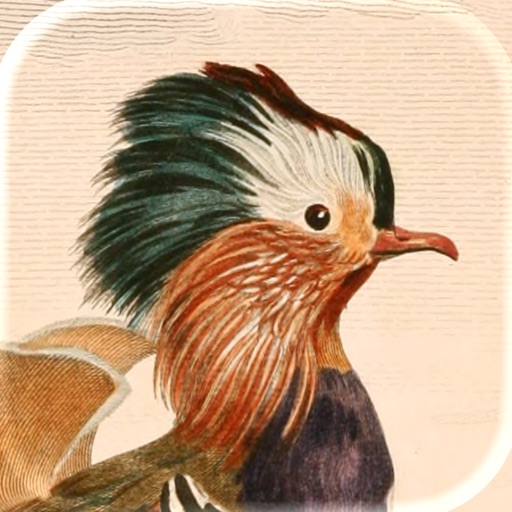 Header di Art of Fauna